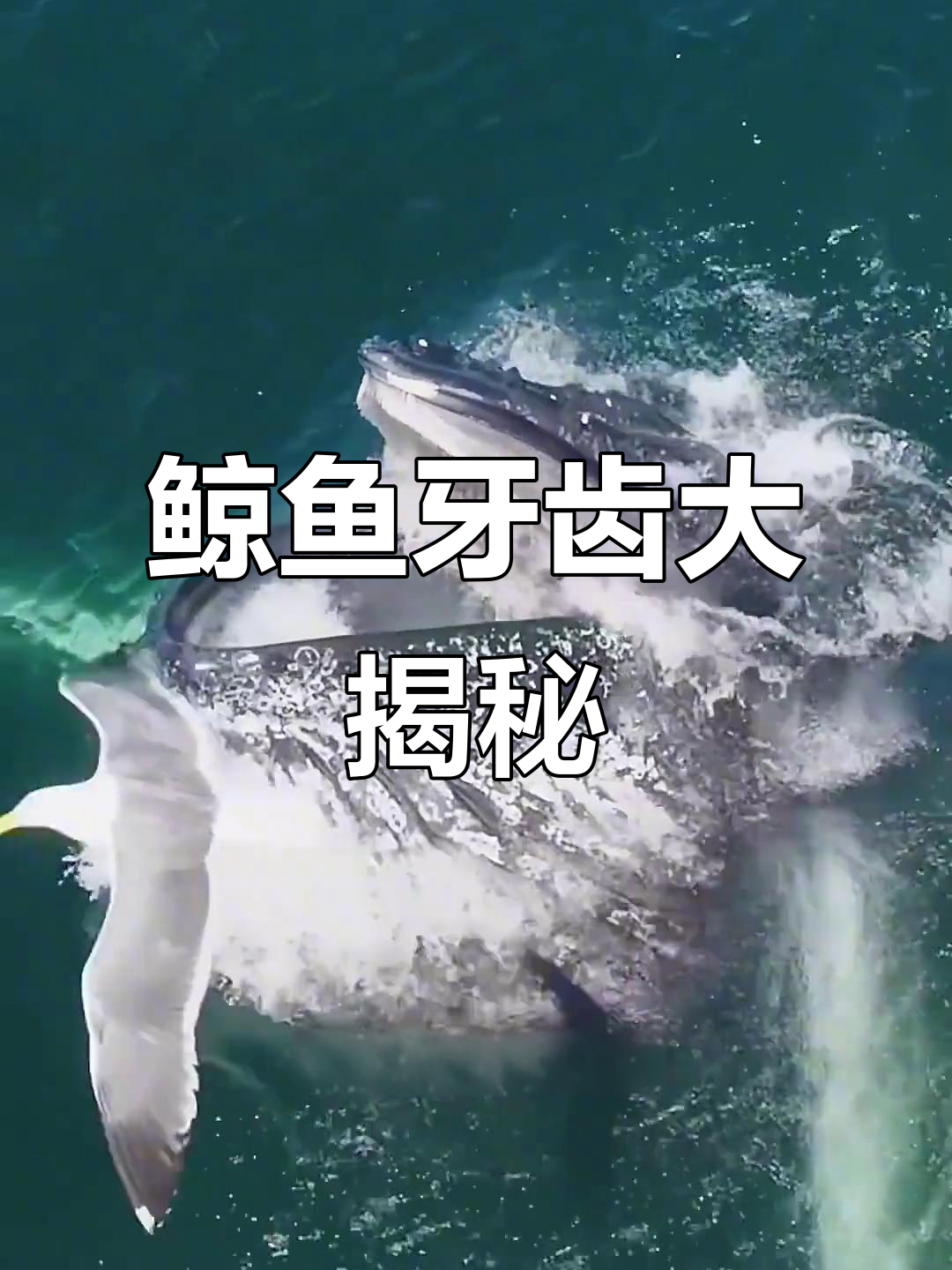 鲸鱼的牙齿竟然是这样!你见过吗?
