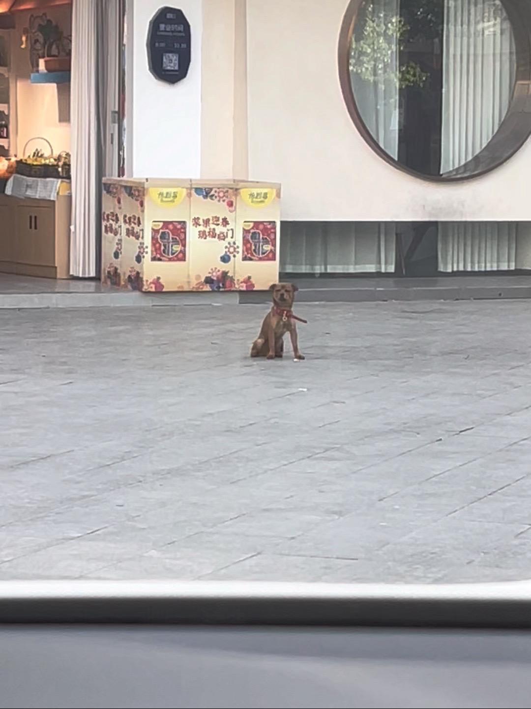 王有胜表情包 亮剑名场面 小狗狗能有什么坏心思
