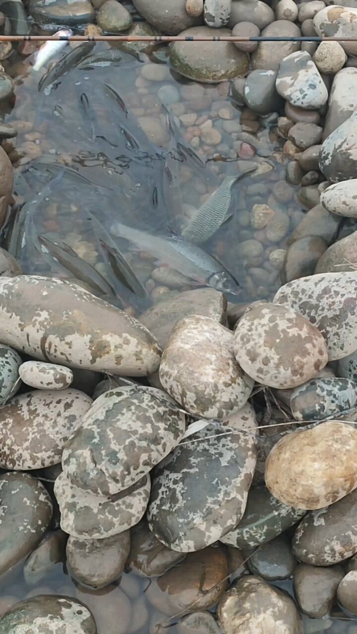 新津大舞台探钓红尾鲴