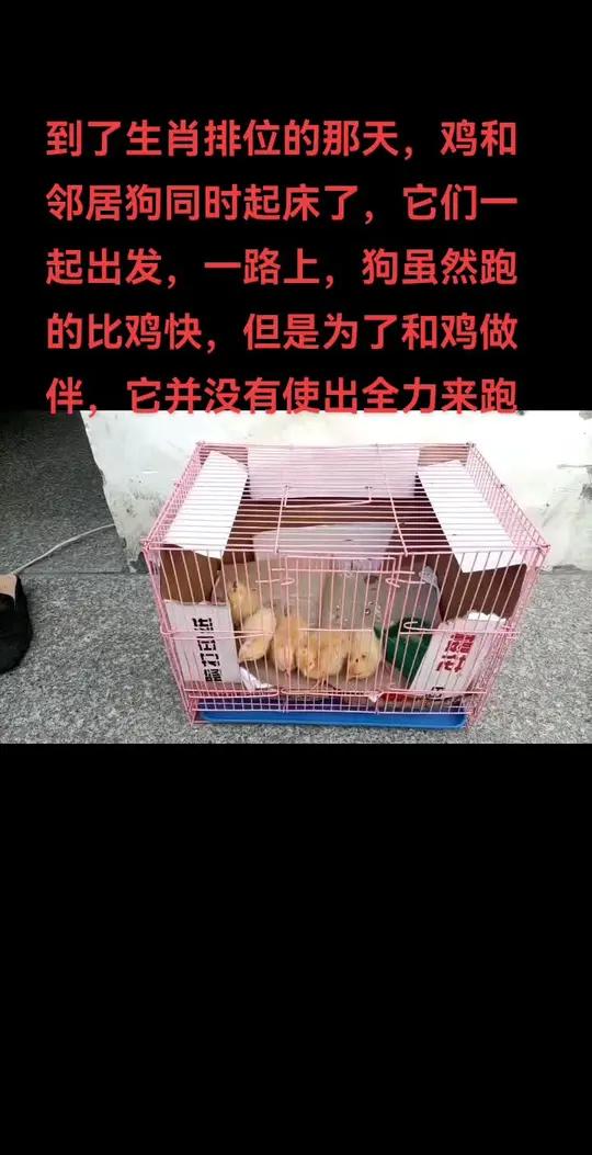 到了生肖排位的那天,鸡和邻居狗同时起床了,它们一起出发,一路上,狗虽然跑的比鸡快,但是为了