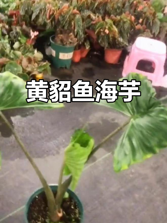 进口花卉黄貂鱼海芋,小姐姐的最爱!