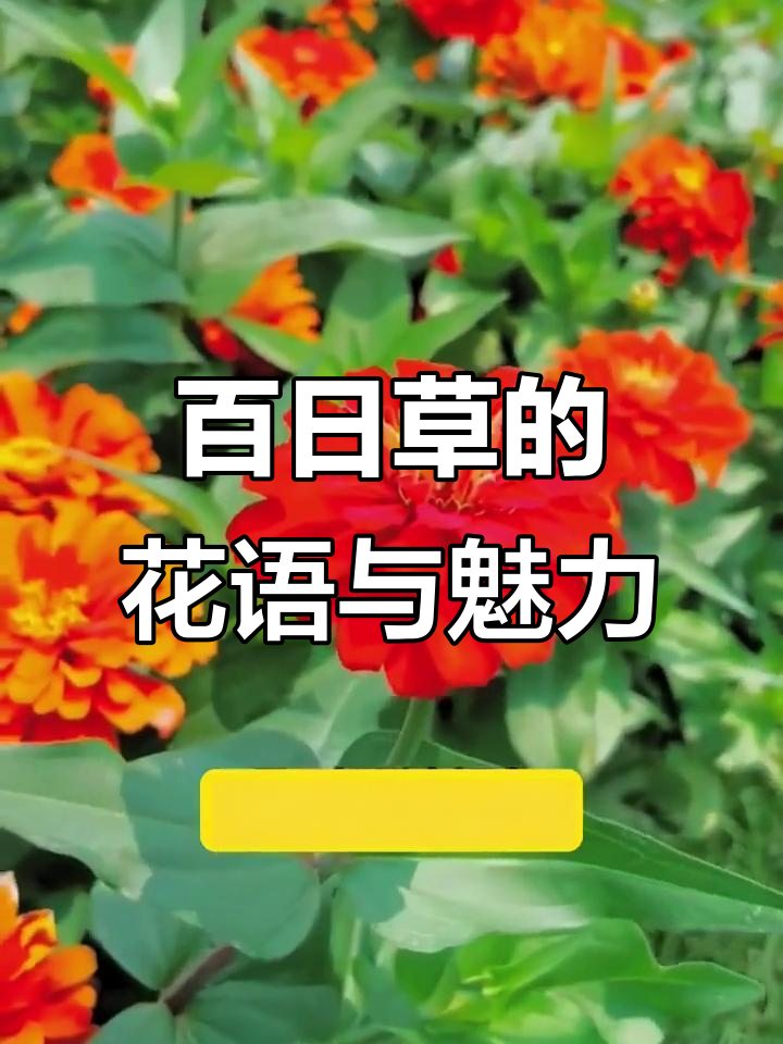 百日草:从墙角到花海,步步高升的美丽寓意