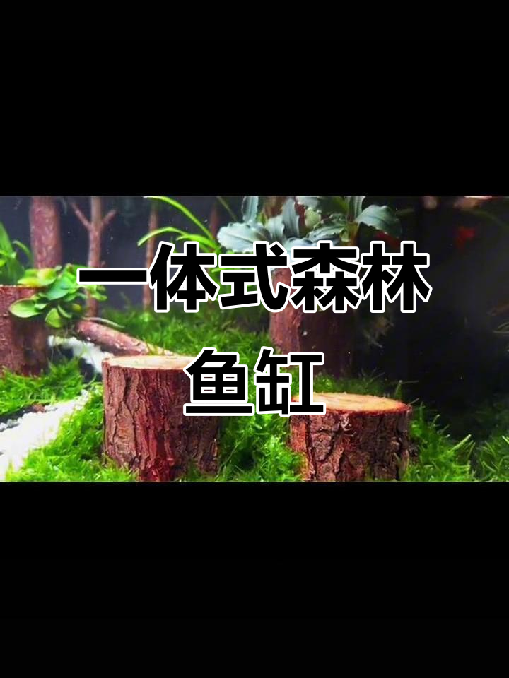 森林造景鱼缸,火山石与阴性水草完美结合