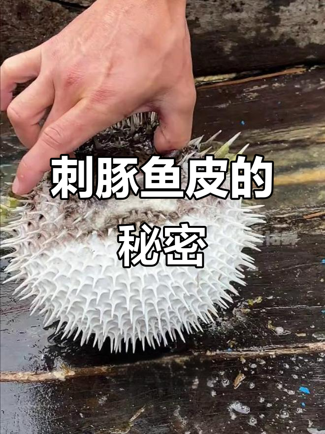 刺豚鱼皮:海底燕窝般的滋补美味,鲨鱼都怕它!