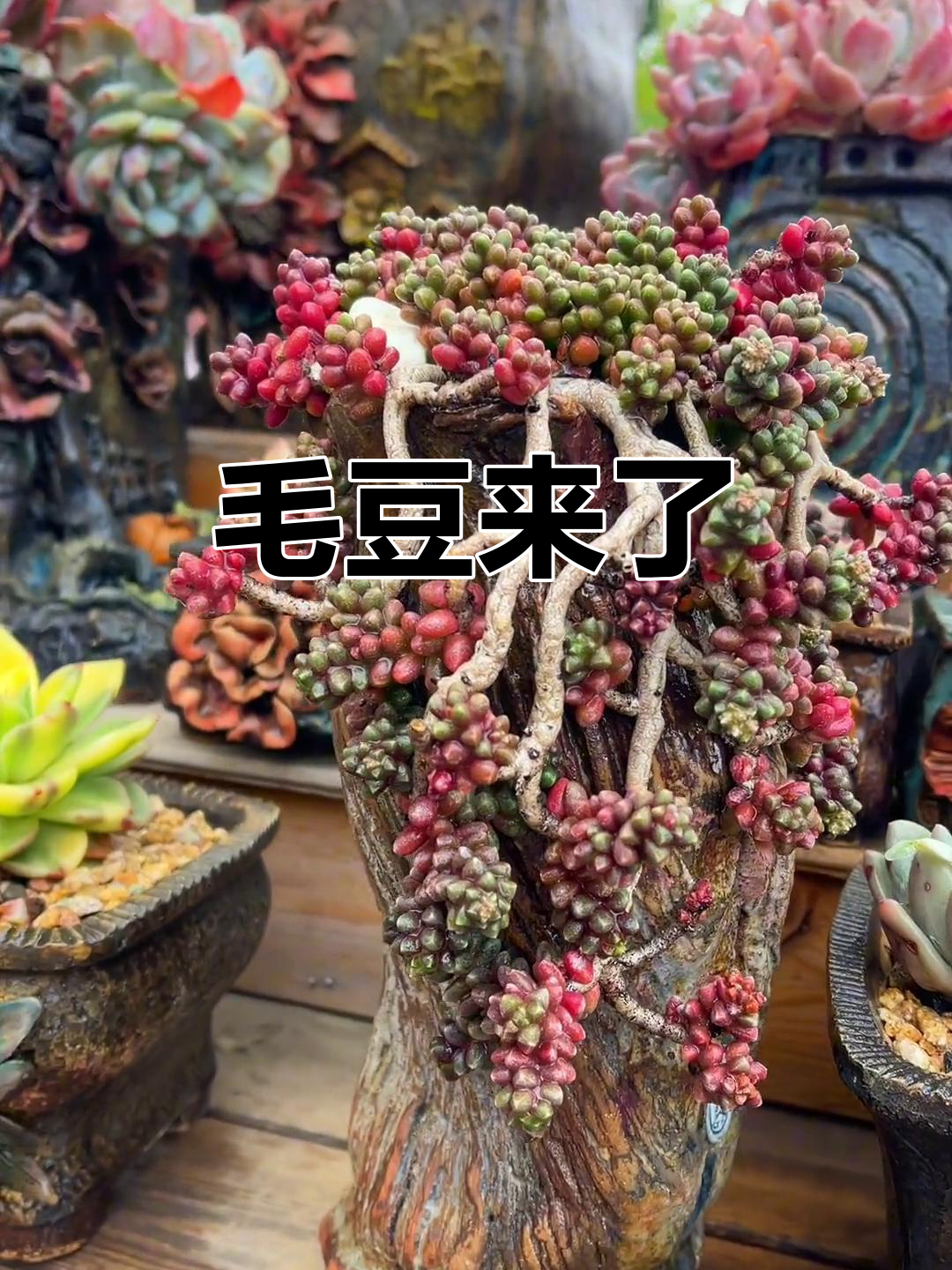 毛豆多肉花园:第一颗“模特”登场,萌态十足