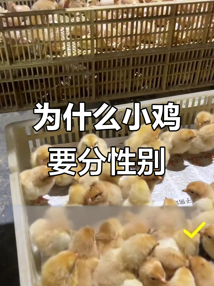 小鸡孵化后为何要分公母?原来是为了这个原因