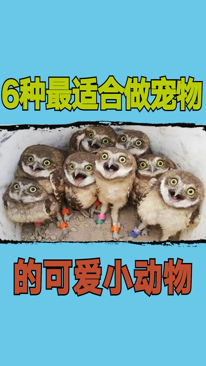 6种最适合做宠物的可爱小动物