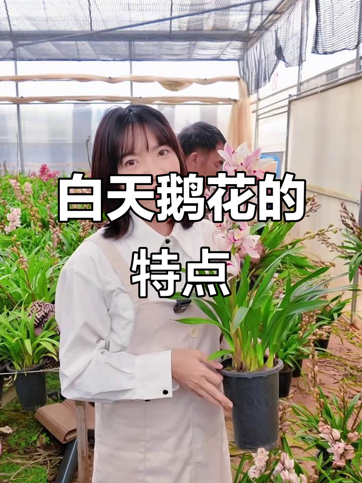 白天鹅与普通粉花的区别,仙气满满的花瓣细节揭秘