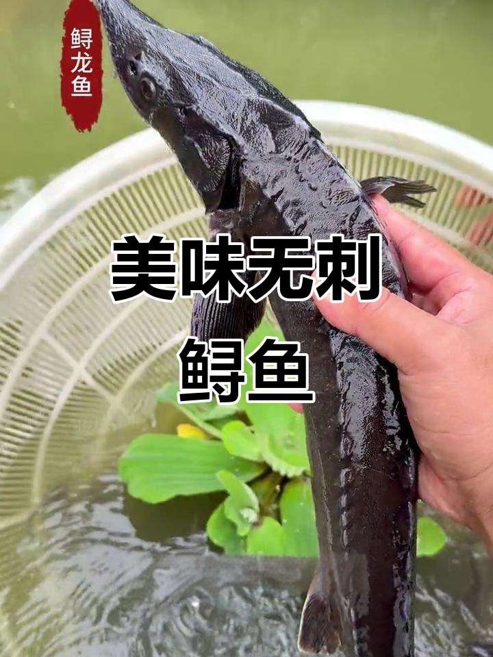 杂交鲟鱼肉质鲜美,软骨丰富,成长迅速可达百斤