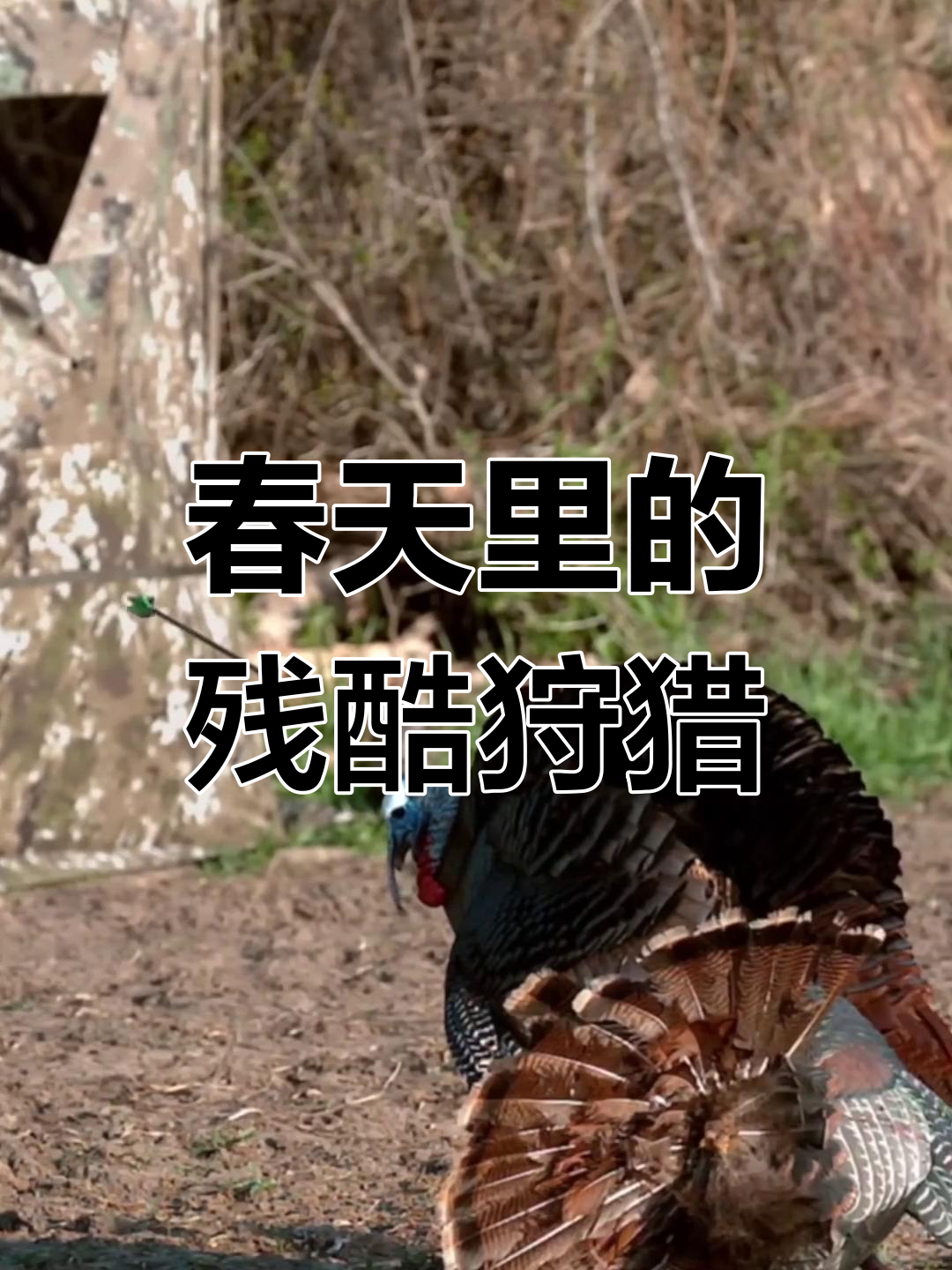 火鸡繁殖季节的生死时速,母火鸡被猎杀惊险瞬间
