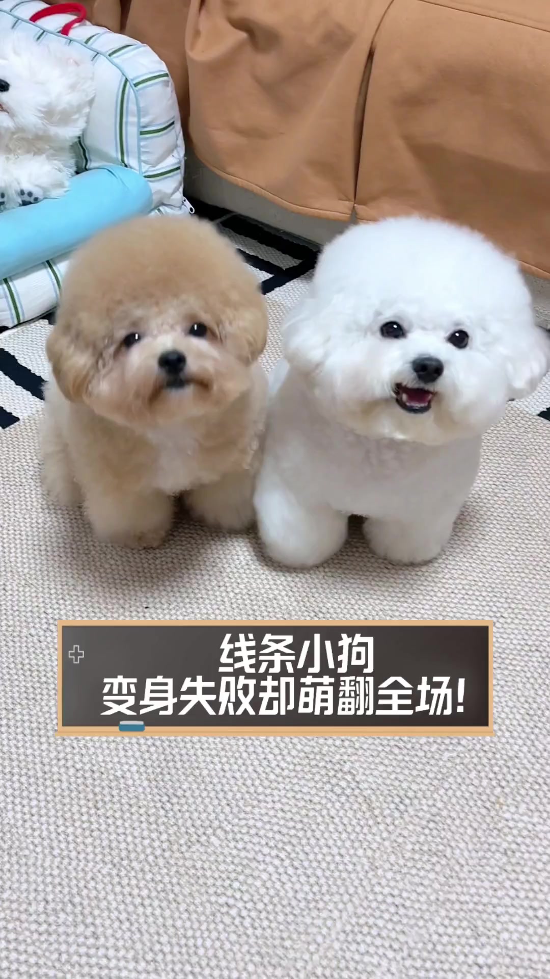 线条小狗,变身失败却萌翻全场!