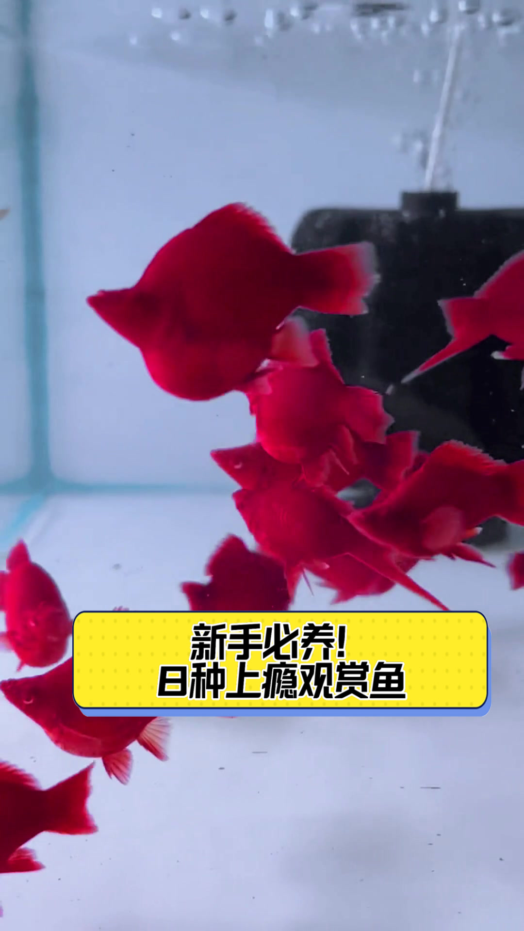 新手必养!8种上瘾观赏鱼