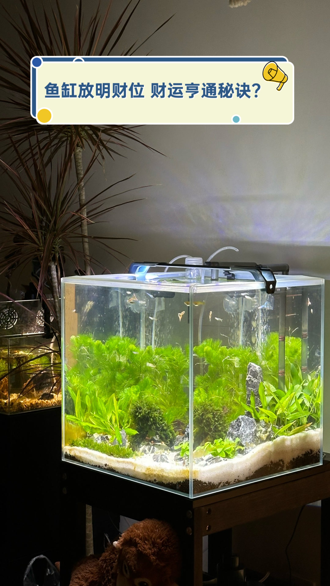 鱼缸放明财位,财运亨通秘诀?