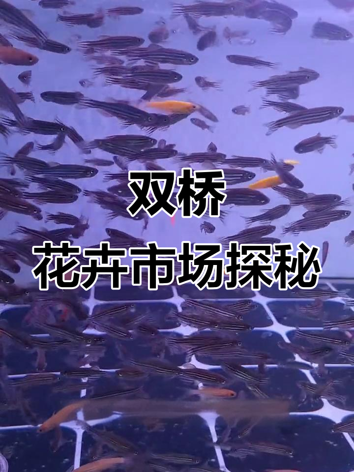 双桥花卉市场:水族与花木的完美结合,鱼儿品种繁多