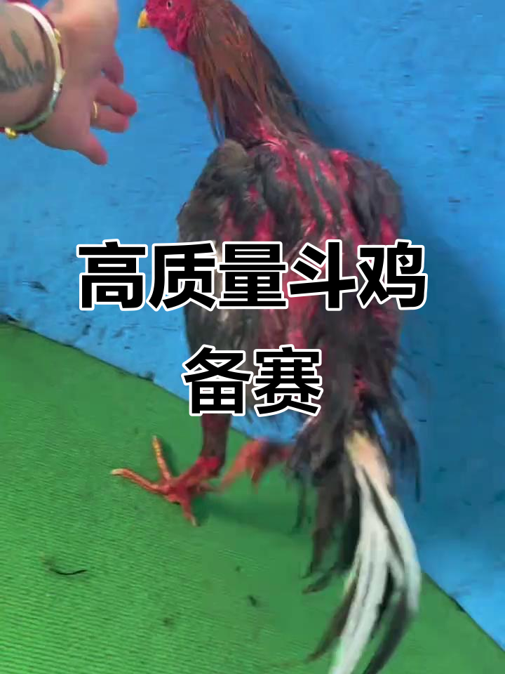 备战普洱大赛,斗鸡高手全力出击