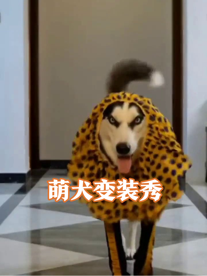 狗狗变装秀笑翻全场!海盗狮子装齐上阵,小猪摔出表情包
