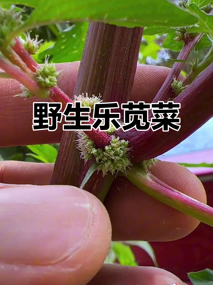 南方常见野刺苋,竟是宝贝!做法超简单