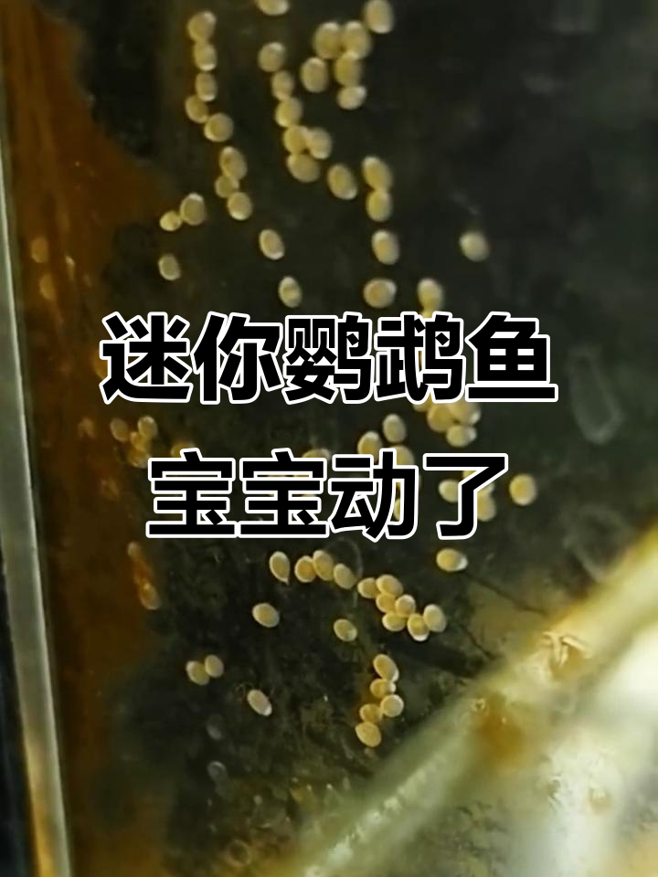 迷你鹦鹉鱼卵里的小生命,竟然在动!