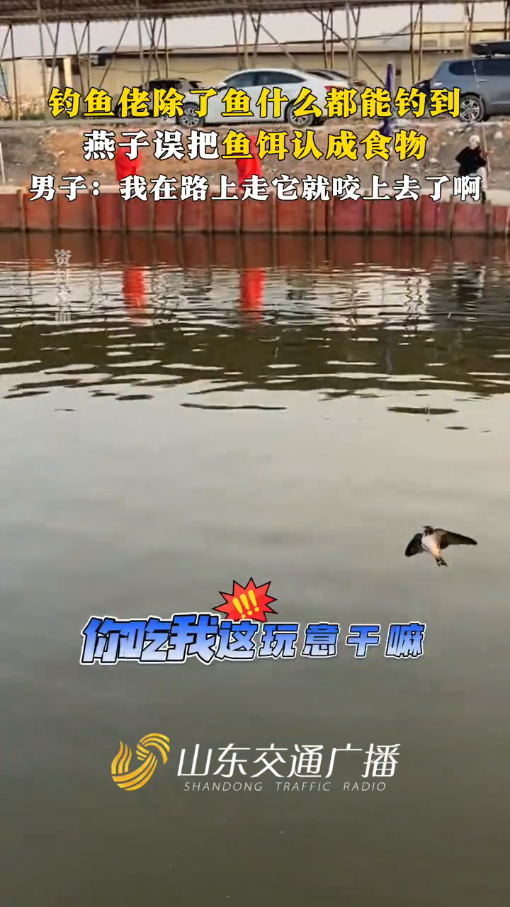 钓鱼佬除了鱼什么都能钓到,燕子误把鱼饵认成食物