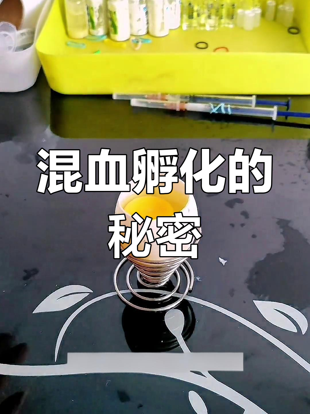 鸡鸭杂交孵化,每天实验揭秘奇妙结果!