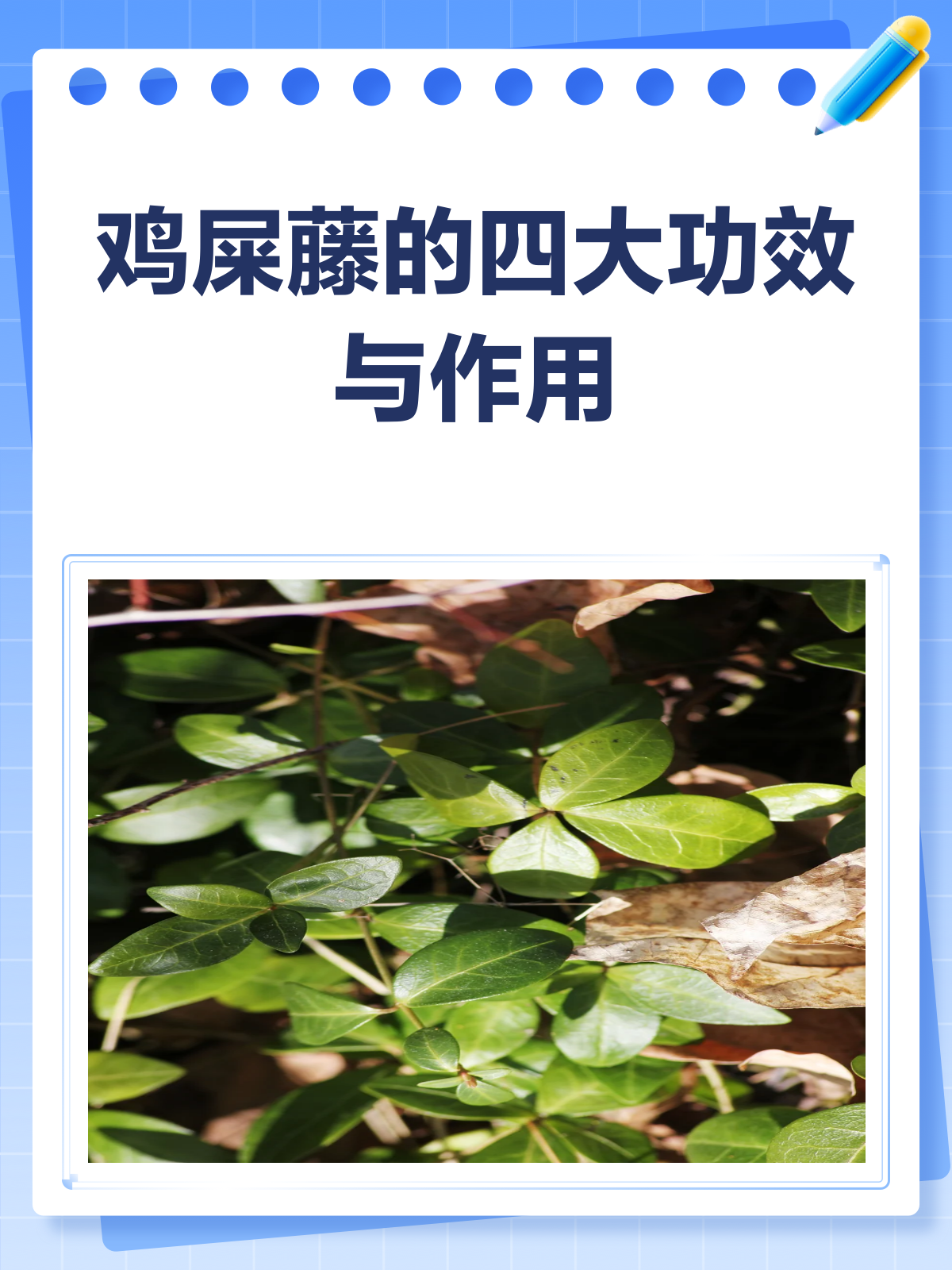 揭秘鸡屎藤!这草药竟能祛风活血还助消化?