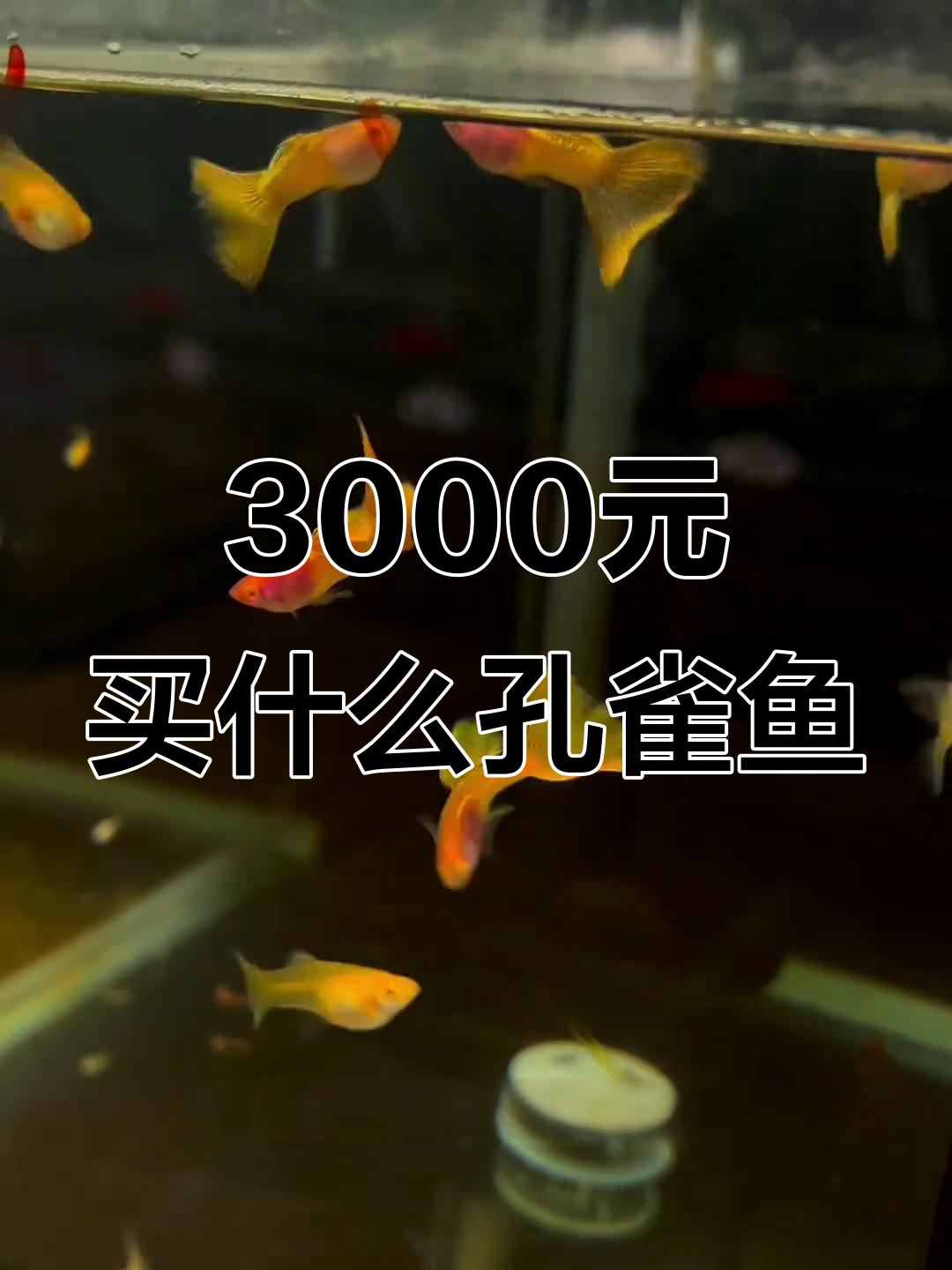三千元能买到哪些精品孔雀鱼?来看看这些值得收藏的品种