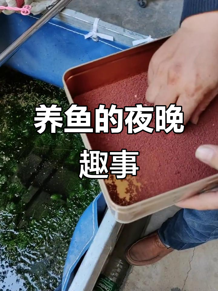 斗鱼日常:晚上好,阿姨的包和猫的故事