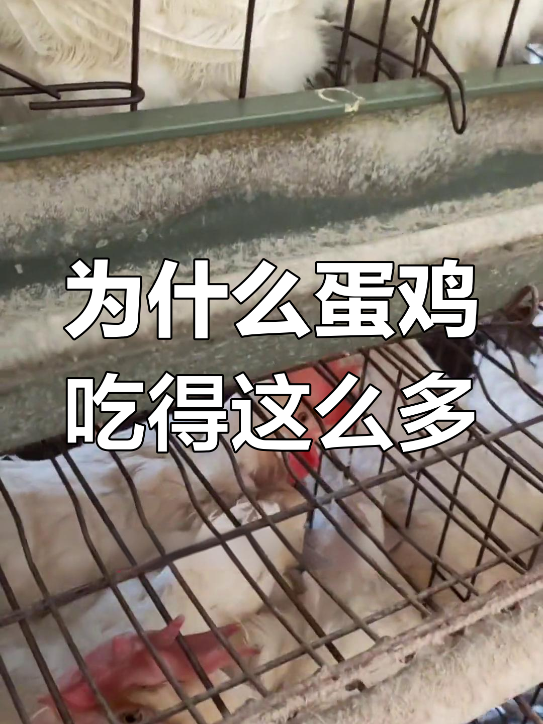 蛋鸡吃得多,背后有原因!饲料配方揭秘