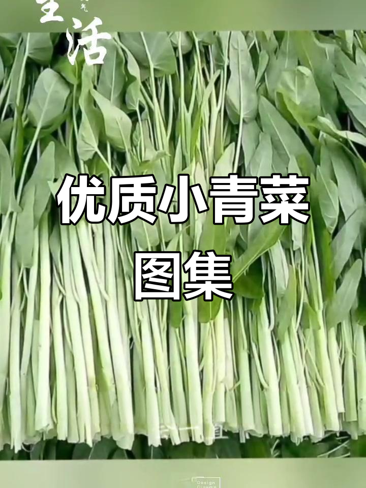 小青菜高清图片大集合，蔬菜品质优选