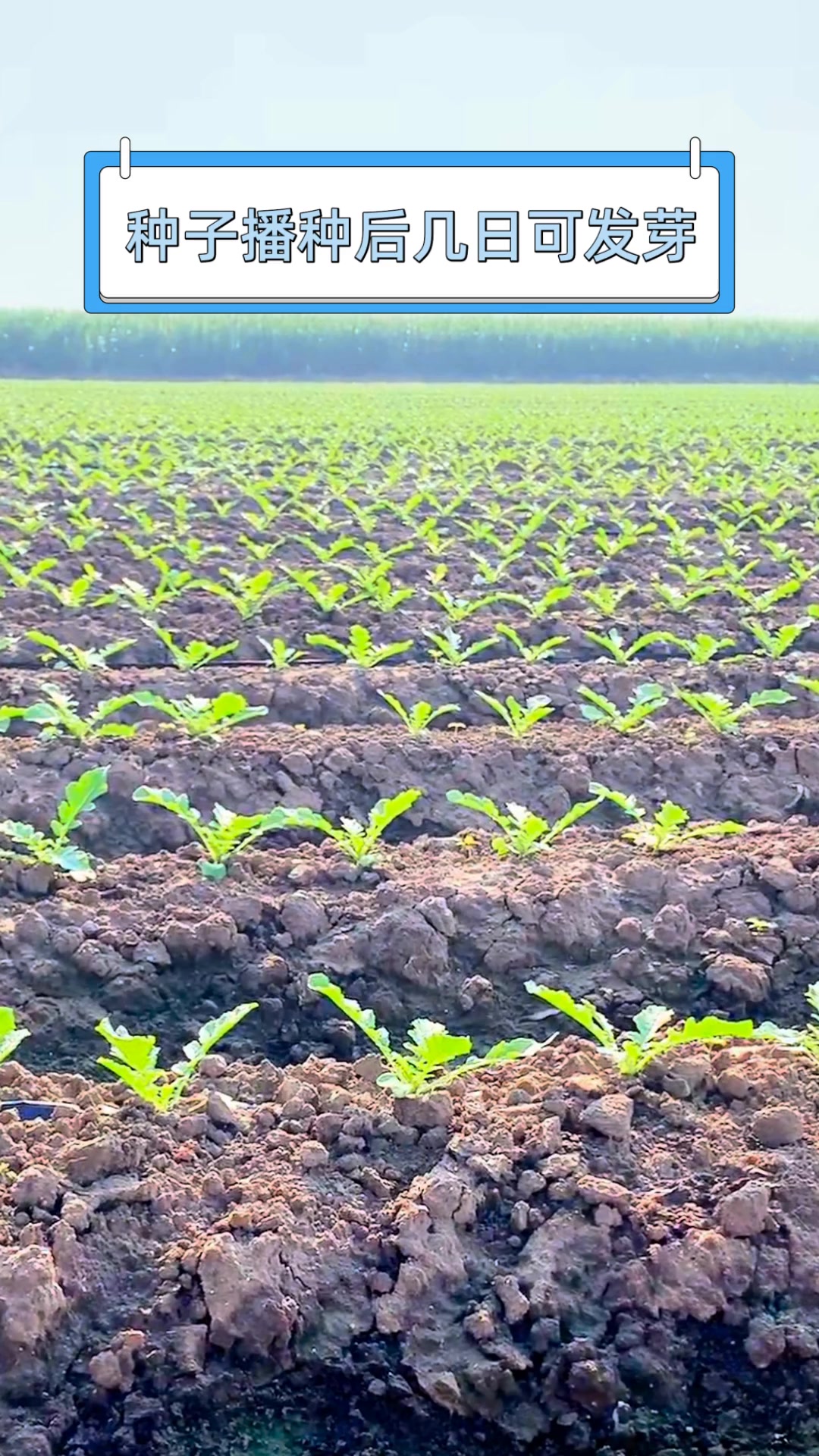 种子播种后几日可发芽