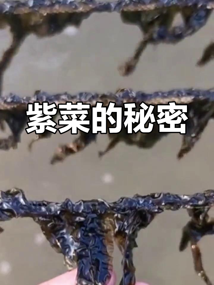 你见过紫菜种植吗?收成时超有趣,绝对让你大开眼界!