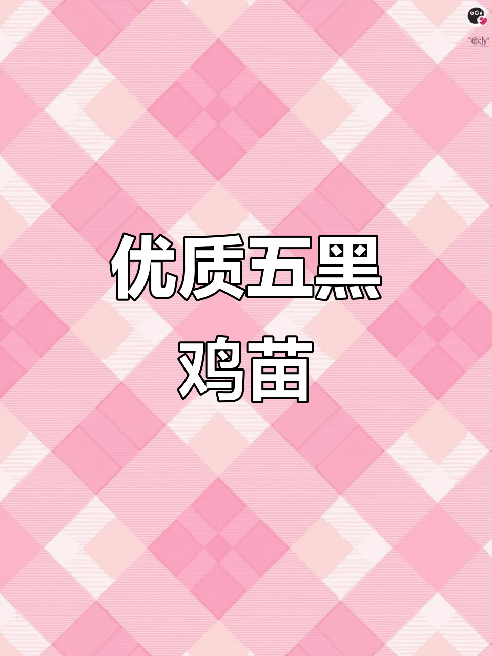 五黑鸡苗质量上乘,值得选择