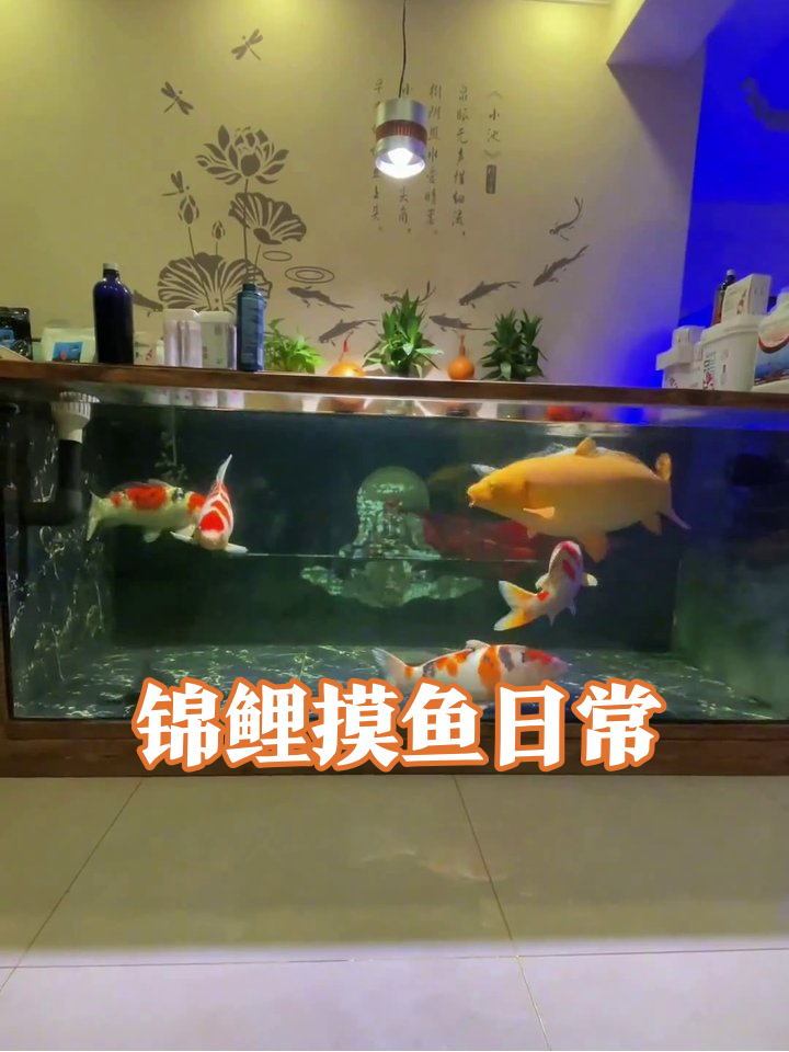 鱼缸摸鱼天团上线!锦鲤把中式背景墙当后花园悠哉游