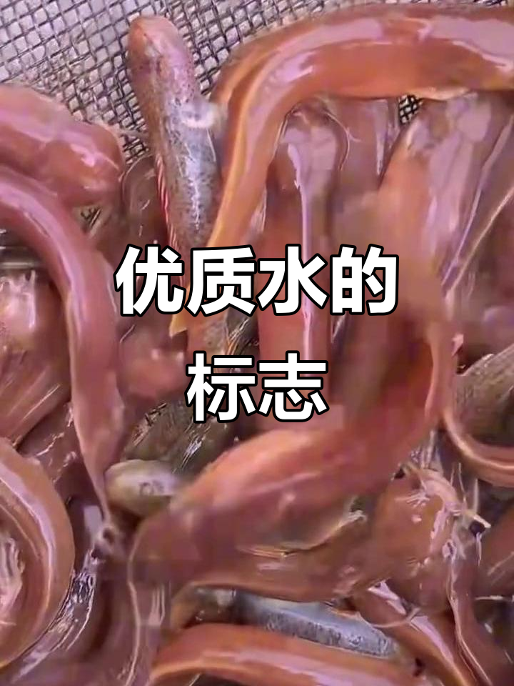 水蜂子鱼象征优质水质,好水才能孕育出它们