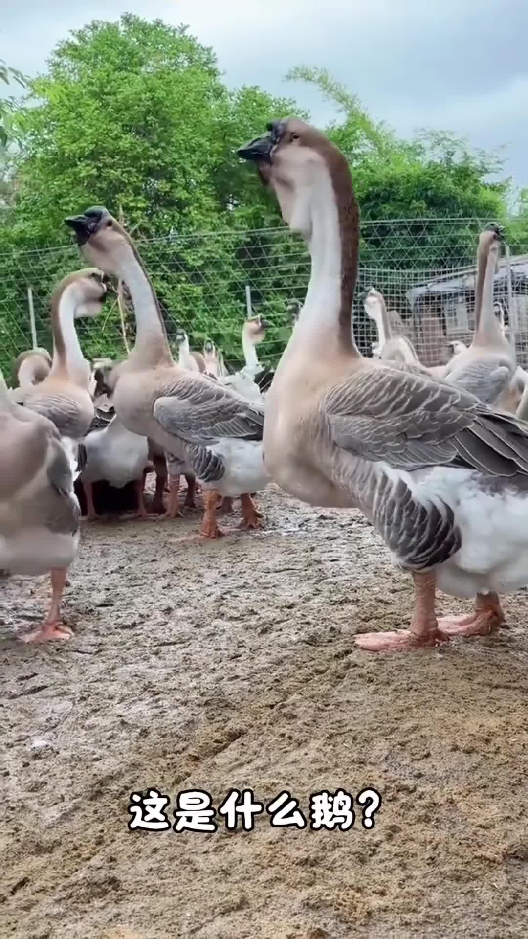 分享20种鹅科普，看看有没有你不认识的？