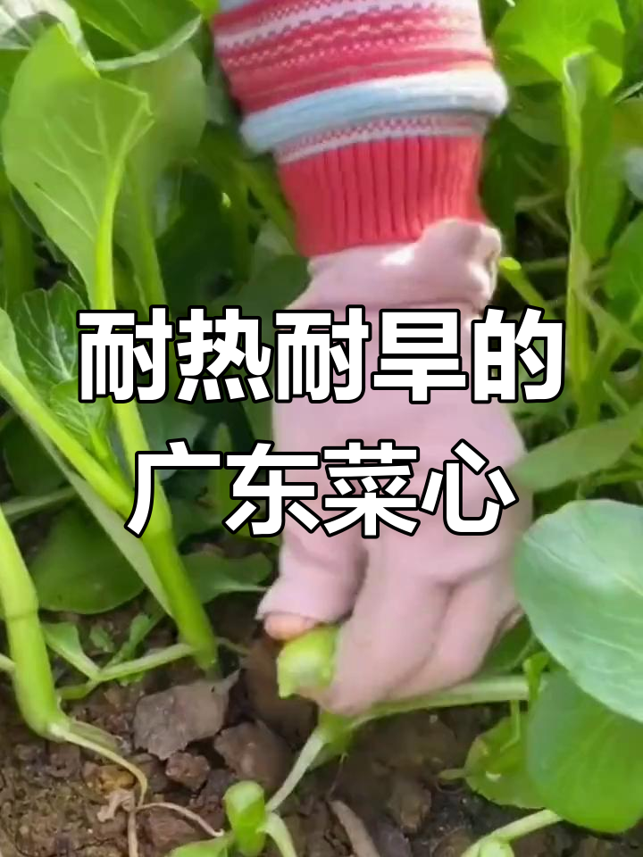 广东菜心:四季可种,简单种植的蔬菜