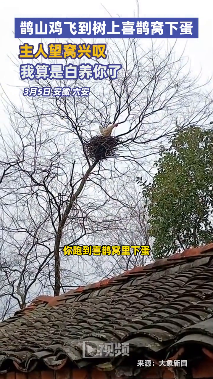鹊山鸡飞到树上喜鹊窝下蛋 主人望窝兴叹:我算是白养你了