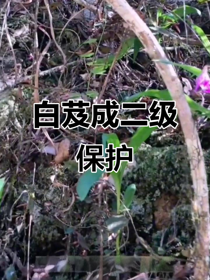 野生白芨变“濒危”植物,根部价值高引发疯狂采挖