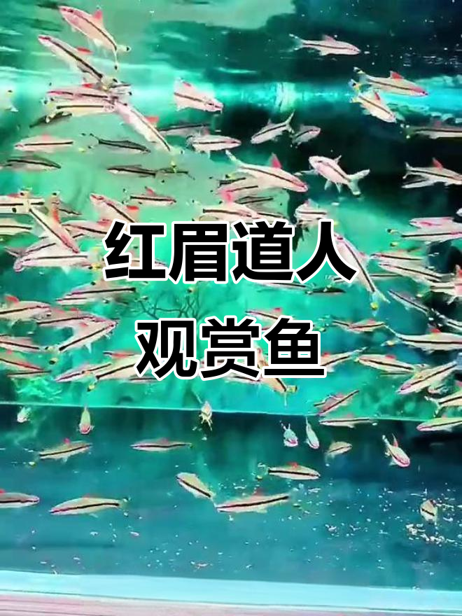 印度尼西亚红眉道人观赏鱼，温和快速游动