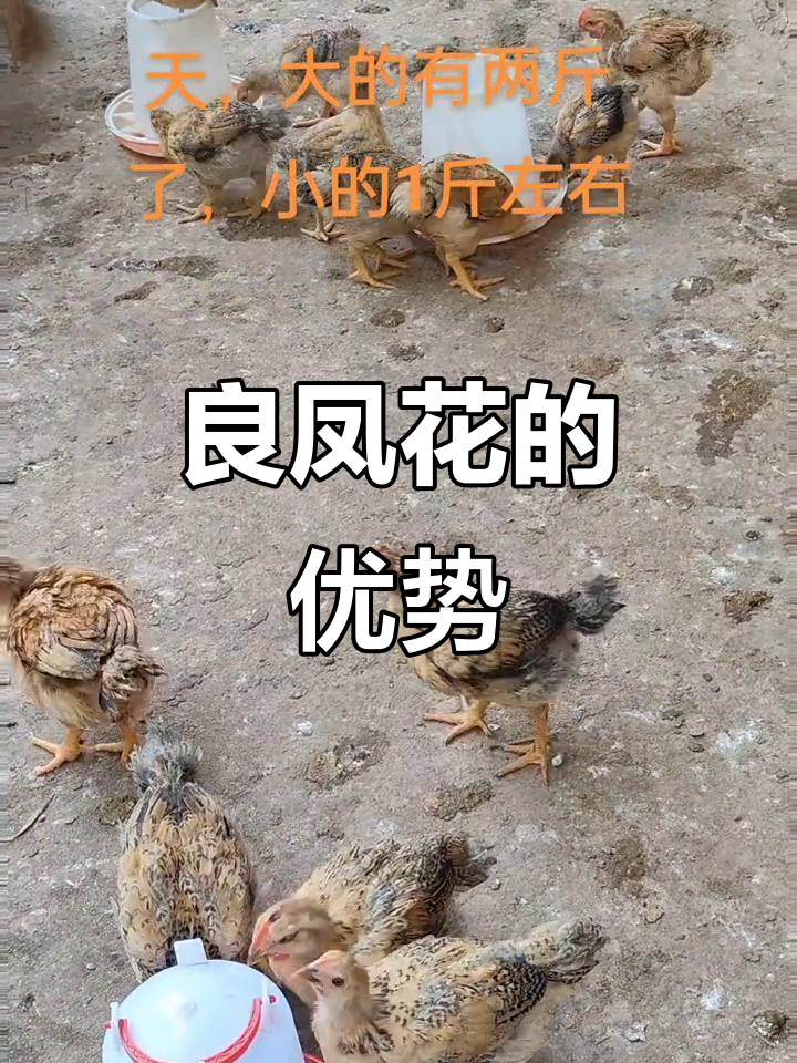 良凤花生长迅速,抗病力强,均匀度更胜一筹