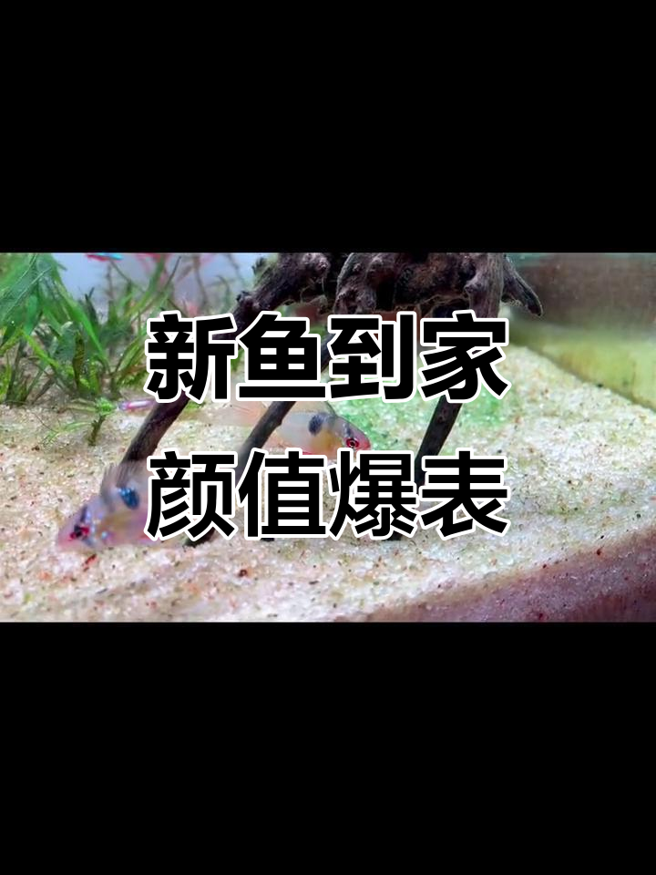 鱼缸新宠大揭秘!超美长尾樱桃灯和橘色燕子,推荐入手