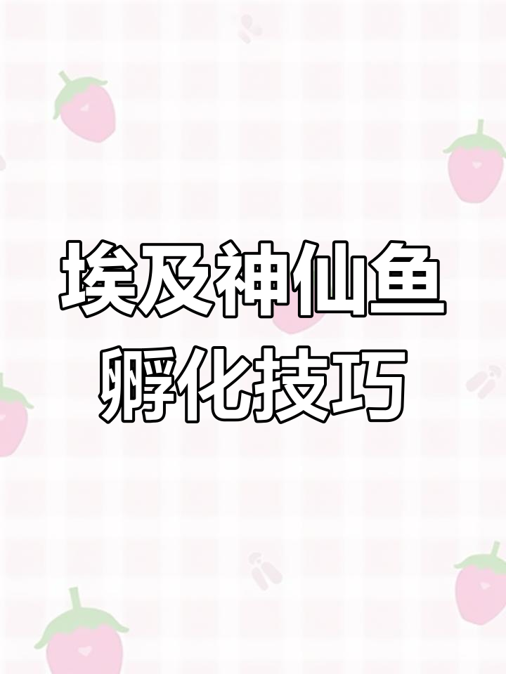 埃及神仙鱼繁殖过程揭秘