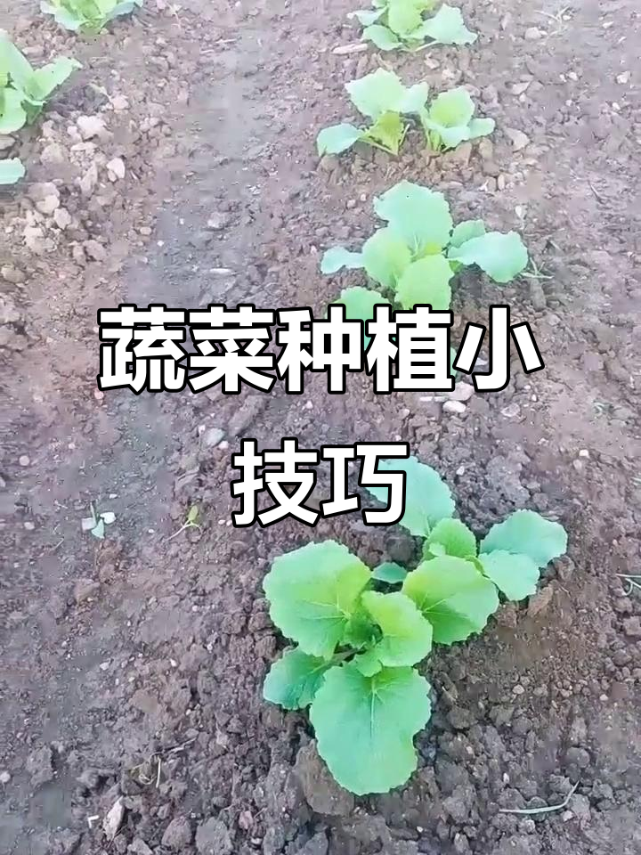 小白菜防虫妙招,环保又健康