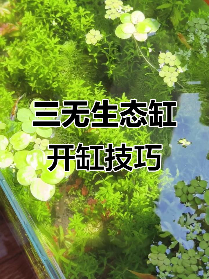 夏季开缸全攻略：零经验打造三无生态鱼缸