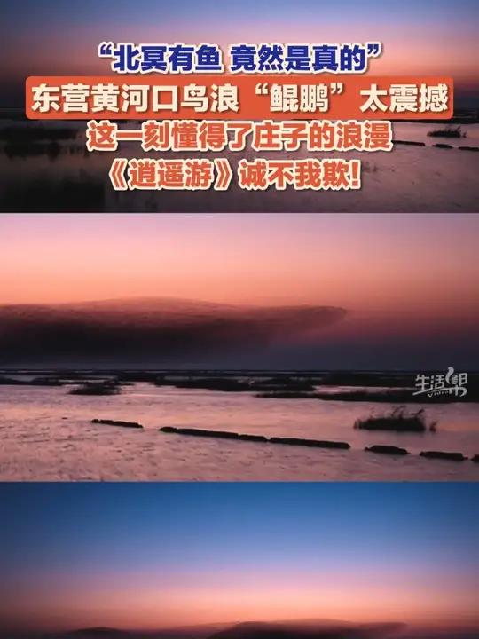 这一刻懂得了庄子的浪漫!12月11日(报道),山东东营,黄河口鸟浪化“鲲鹏”太震撼!北冥有