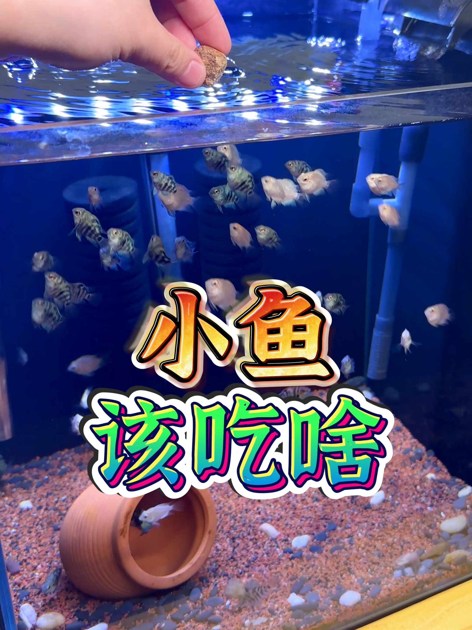 小鱼该吃啥