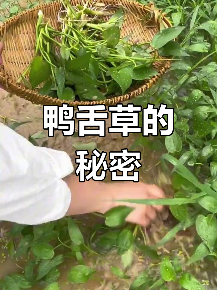鸭舌草:农村常见的水生美味,你尝过吗?