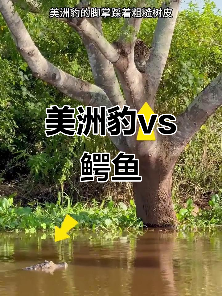 美洲豹与鳄鱼水下激战,谁能制胜?