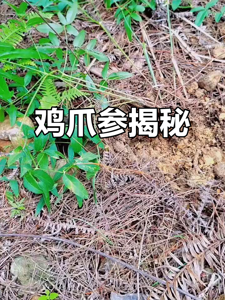 鸡爪参:一种珍稀的野生药材,你见过吗?