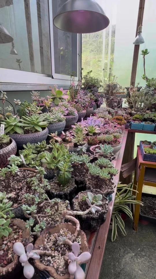 多肉被灰霉病搞崩？30秒救肉神技！